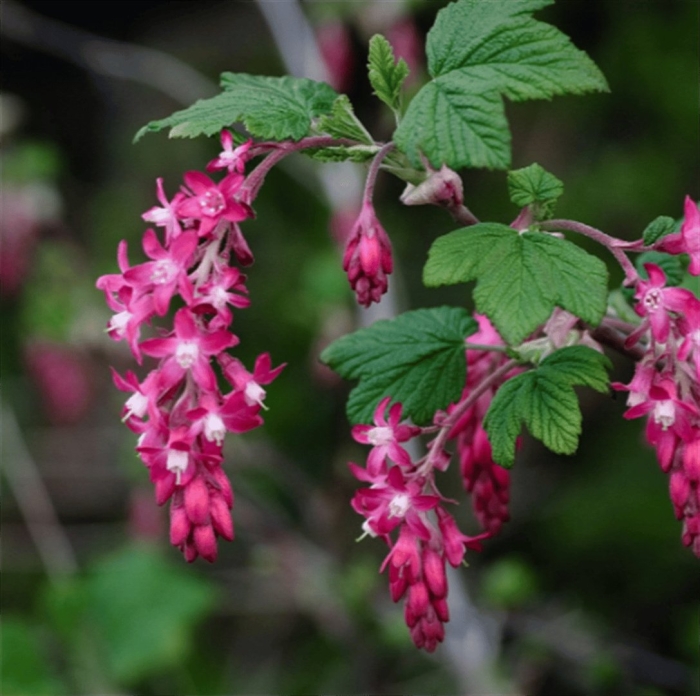 Смородина кроваво-красная atrorubens