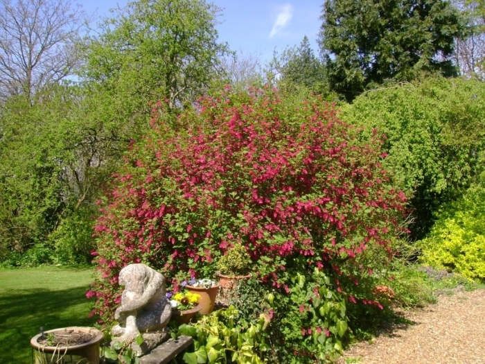 Вейгела бристол руби