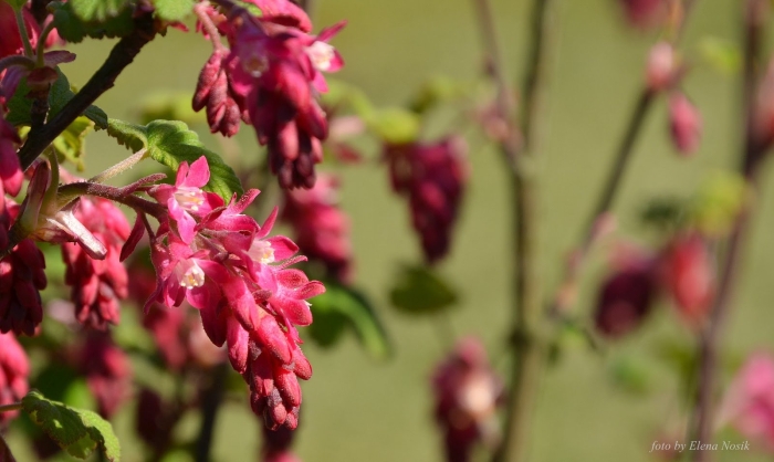 Смородина кроваво-красная кинг эдвард vii