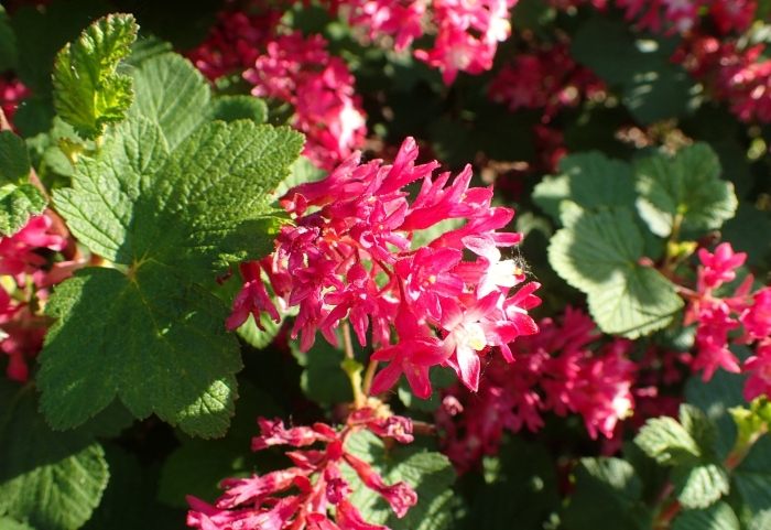 Смородина декоративная кроваво красная кинг эдвард