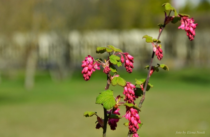 Ribes sanguineum 'pulborough scarlet'