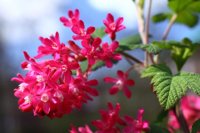 Смородина кроваво-красная пулборо скарлет