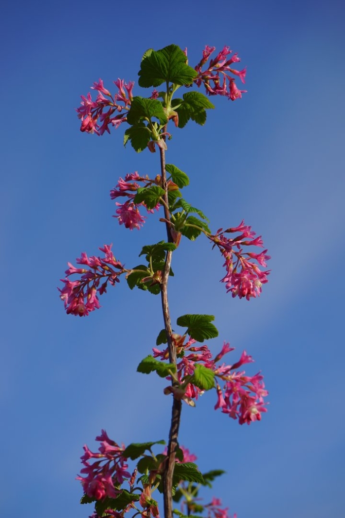 Ribes sanguineum