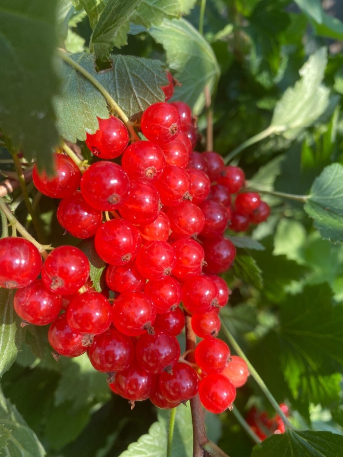 Смородина красная йонкер ван тетс