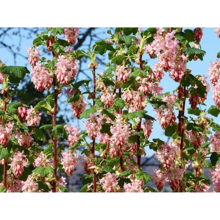 Смородина кроваво-красная пулборо скарлет