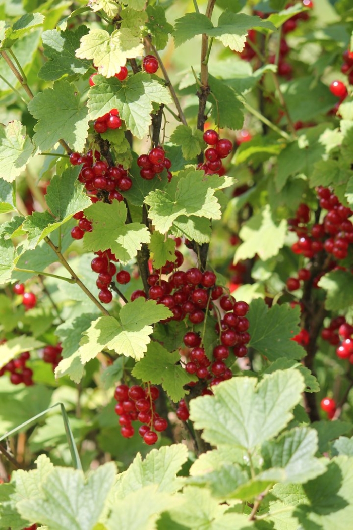 Смородина красная