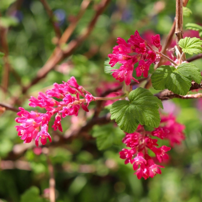 Смородина кроваво-красная king edward vii