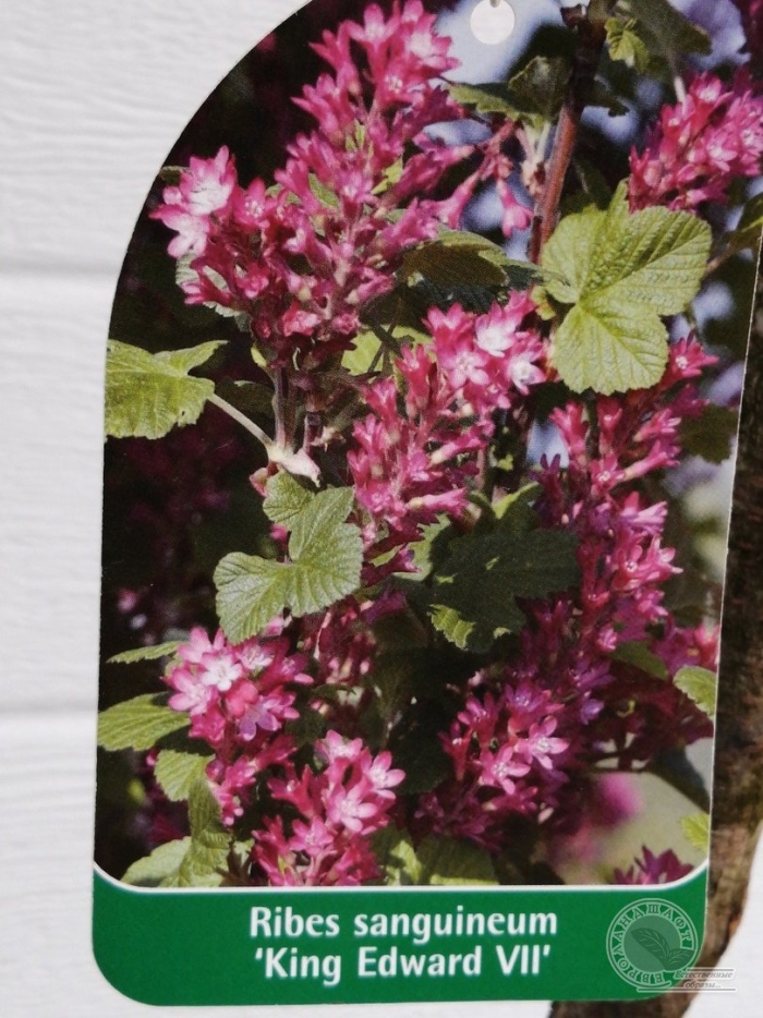 Смородина кроваво-красная пулборо скарлет