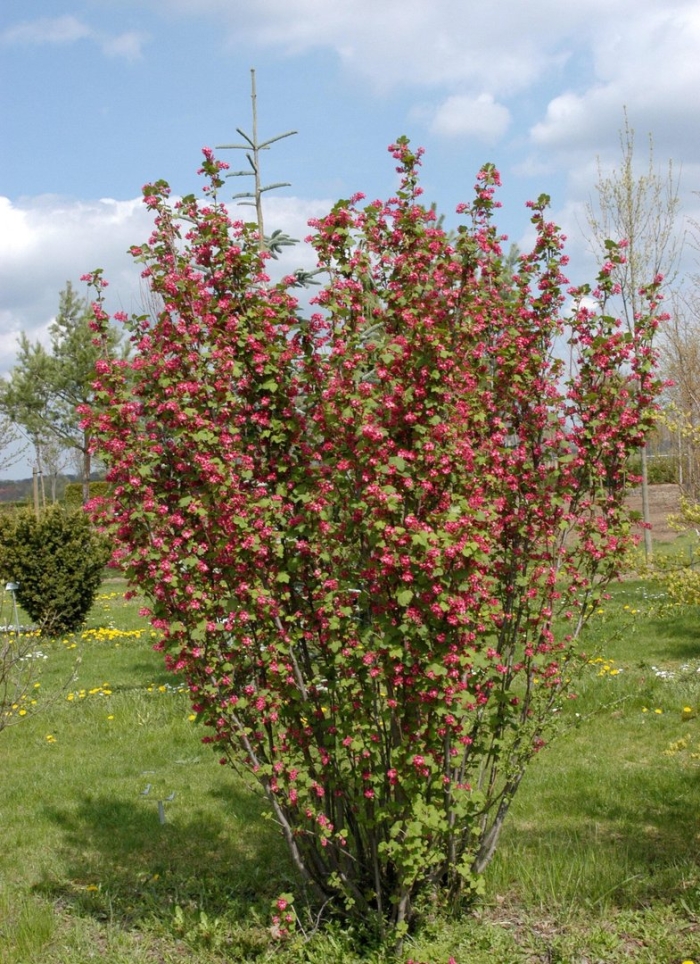Боярышник пауль скарлет