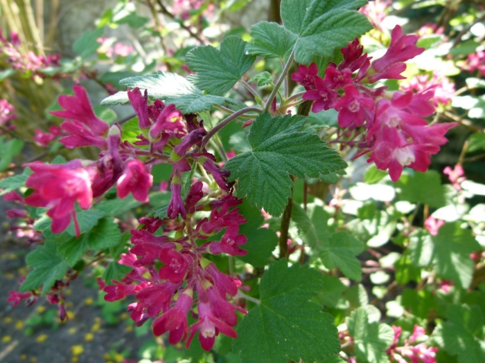 Смородина кроваво-красная кинг эдвард vii