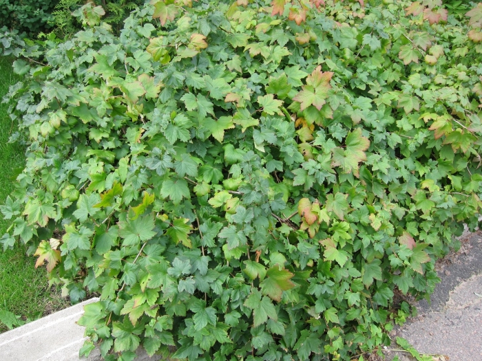 Смородина (ribes) железистая