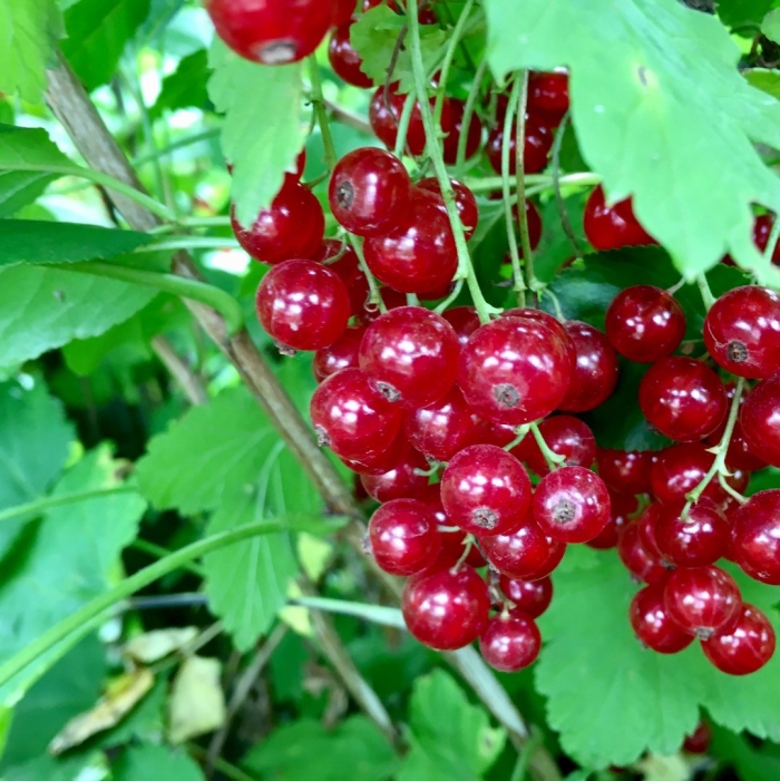 Смородина красная йонкер ван тетс