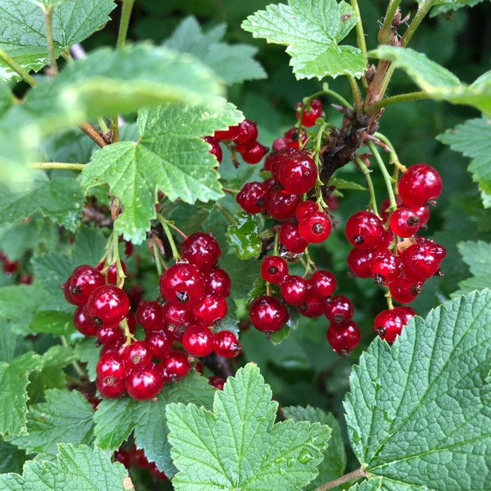 Смородина красная любава