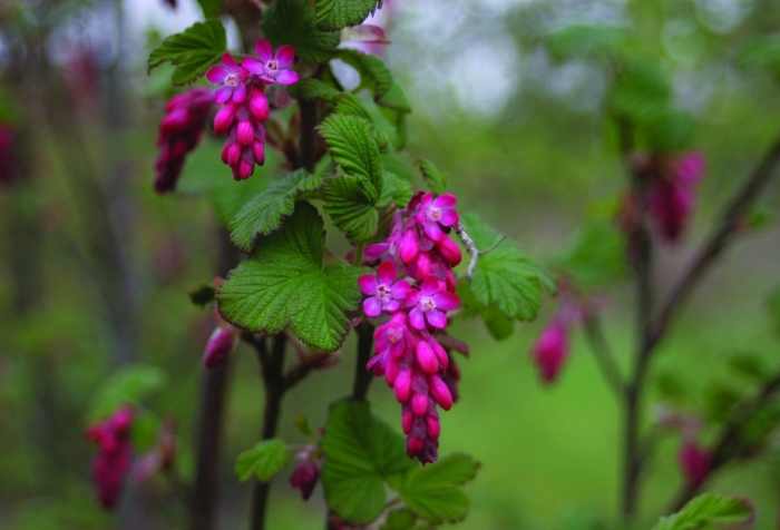 Ribes sanguineum king edward vii