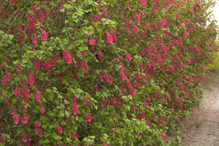 Смородина кроваво-красная кинг эдвард vii