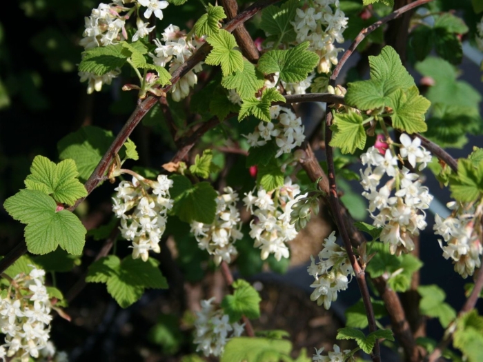 Смородина цветение