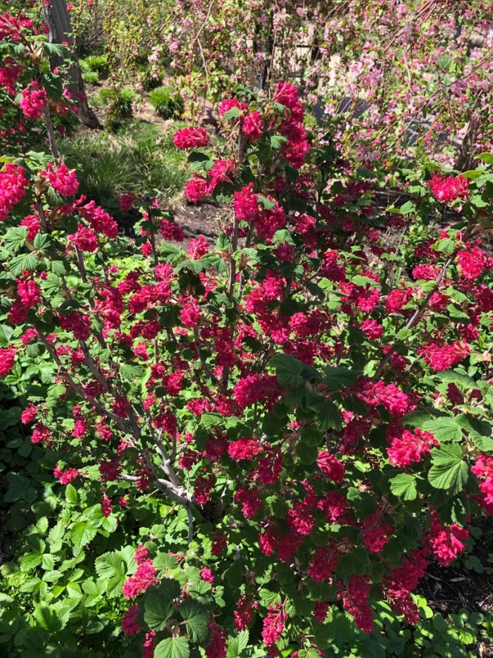 Боярышник пауль скарлетт