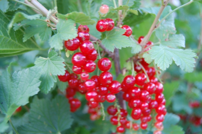 Смородина красная натали