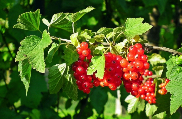 Смородина красная константиновская