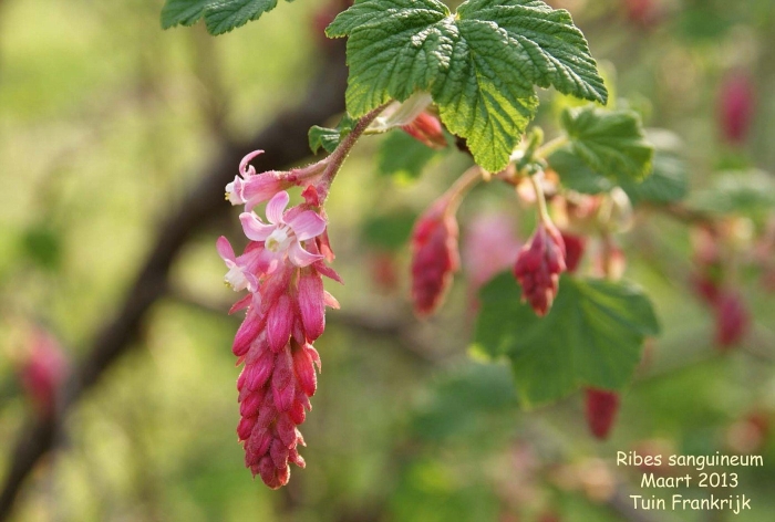 Ribes sanguineum var