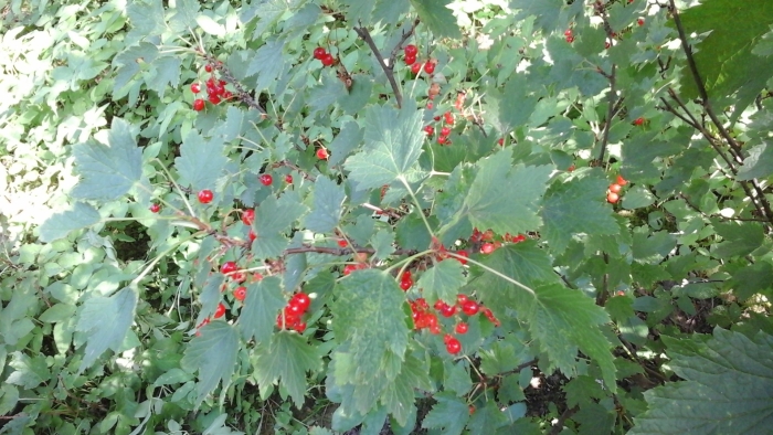Красная смородина кустарник