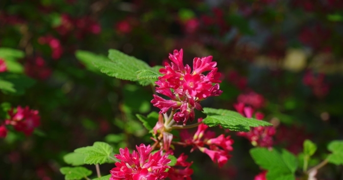 Смородина кроваво-красная пулборо скарлет