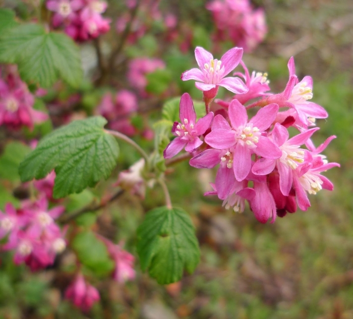 Ribes sanguineum 'pulborough scarlet'