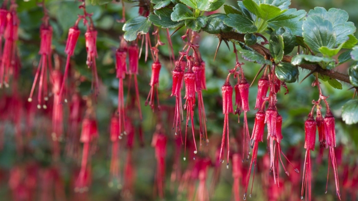 Ribes speciosum