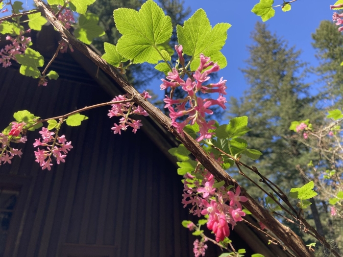 Смородина кроваво-красная пулборо скарлет