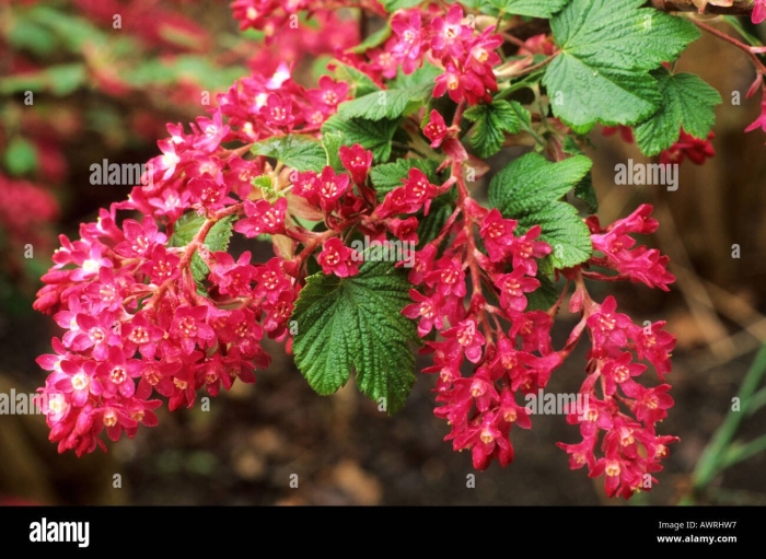 Смородина декоративная кроваво красная кинг эдвард