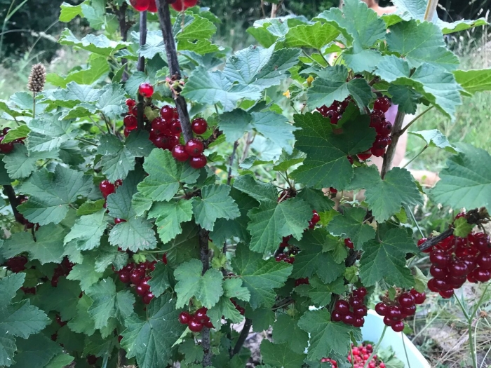 Смородина красная джонкер ван