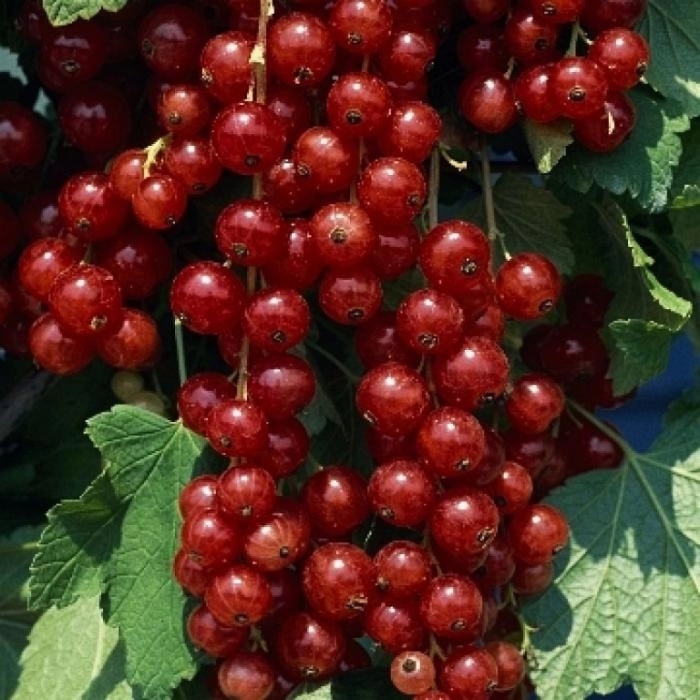 Смородина красная ровада