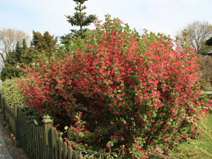 Смородина кроваво-красная пулборо скарлет