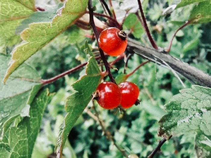 Куст красной смородины