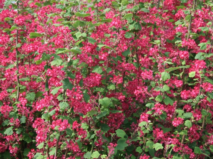 Смородина кроваво-красная пулборо скарлет