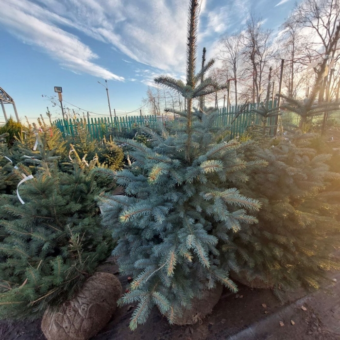 Ель колючая глаука