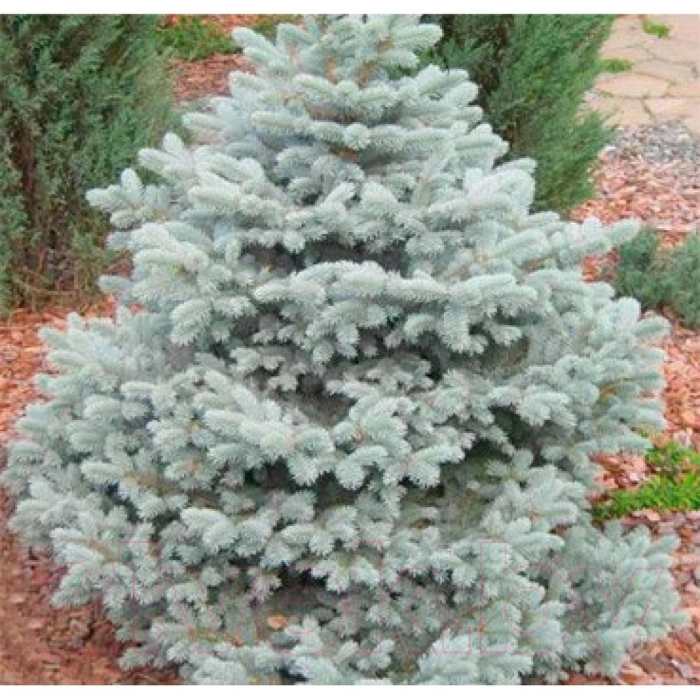 Ель колючая глаука маджестик блю