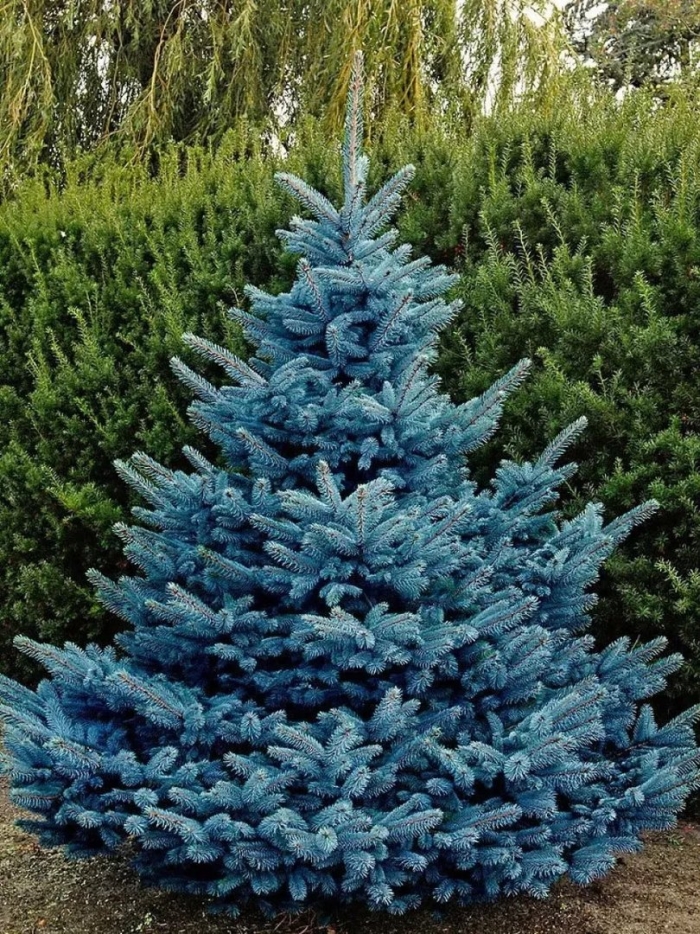 Ель колючая blue diamond