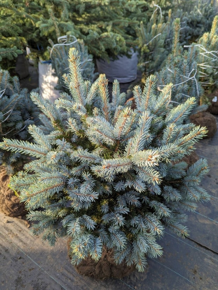 Супер блю сидлинг ель