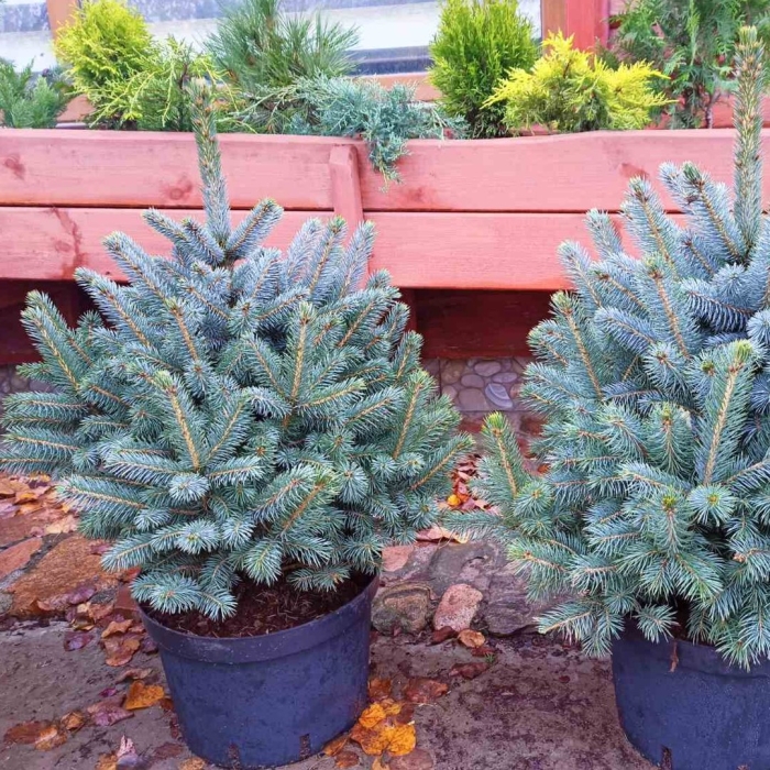 Ель супер блю сидлинг