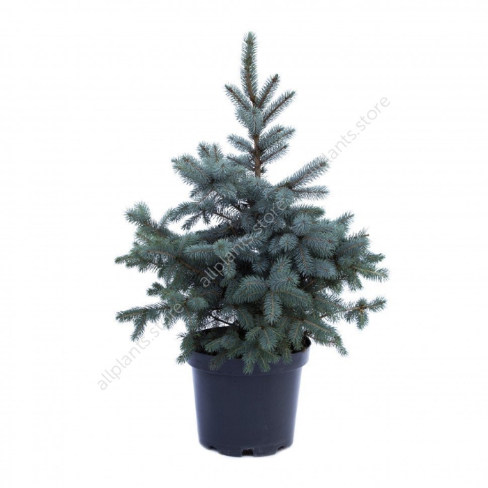 Ель колючая oldenburg