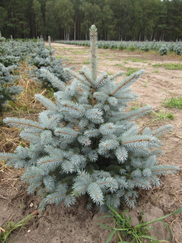 Ель голубая колючая