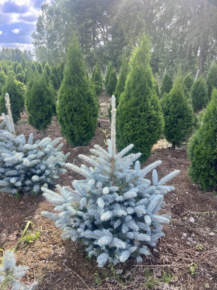 Ель голубая