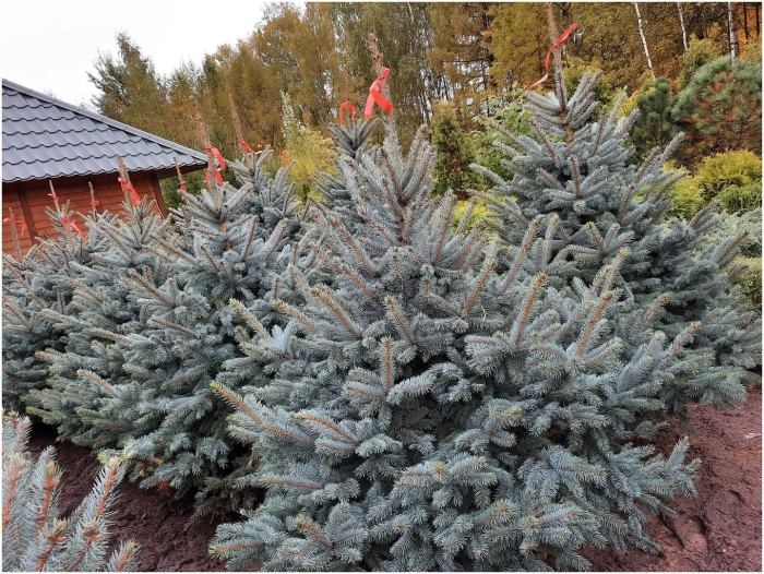 Picea pungens super blue