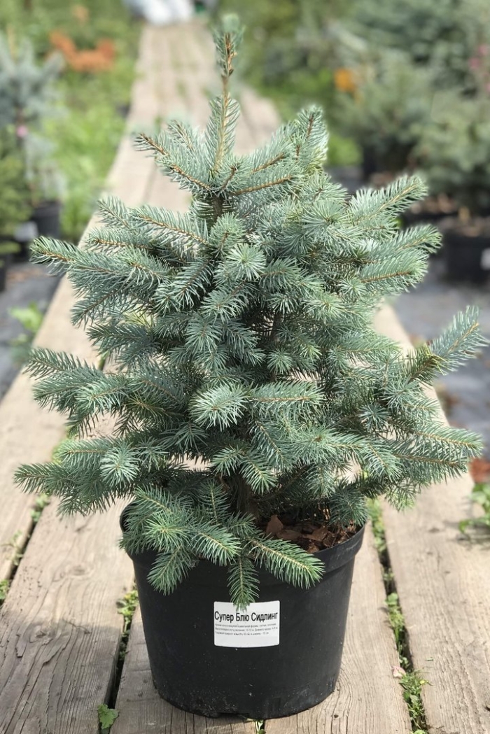 Супер блю ель