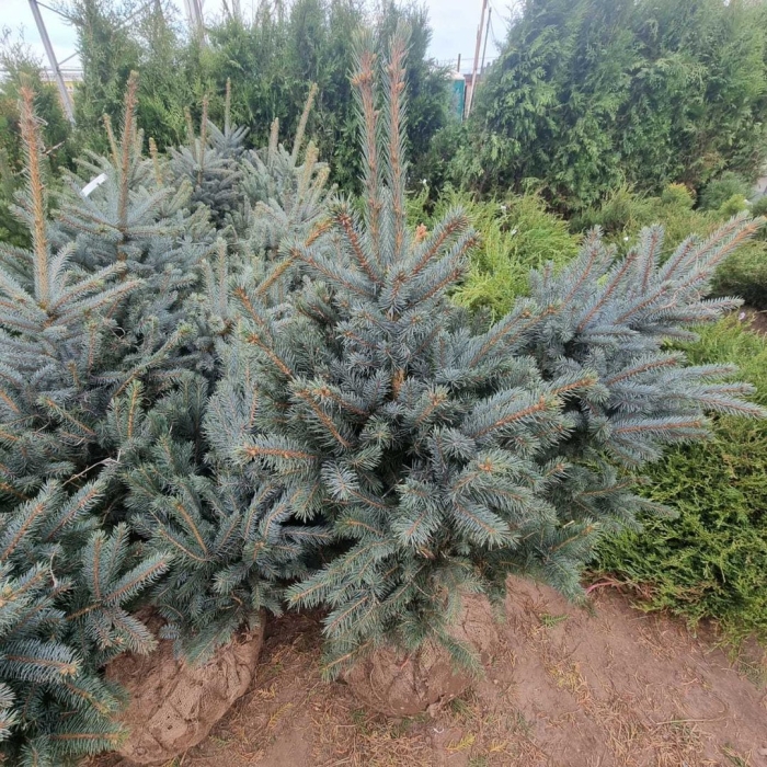 Ель колючая блю сидлинг