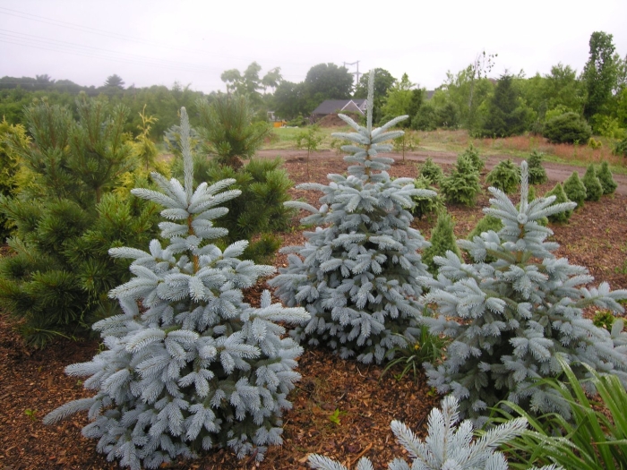 Ель колючая (picea pungens  fat albert