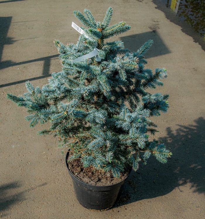 Picea pungens glauca prostrata