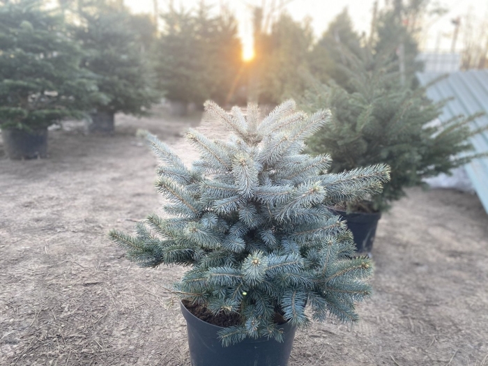 Ель мисти блю