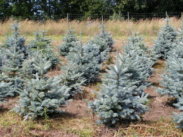 Ель колючая мисти блю